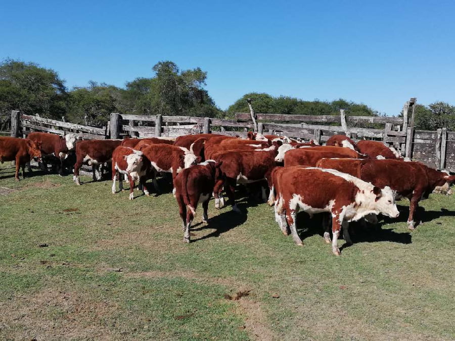 Lote 32 Terneros en Federal, Entre Ríos