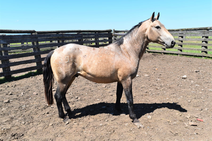 Lote RP 239 - IMPERIO DEL BURUCUYA