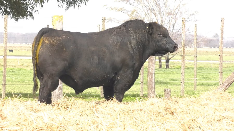 Lote TOROS PUROS POR CRUZA