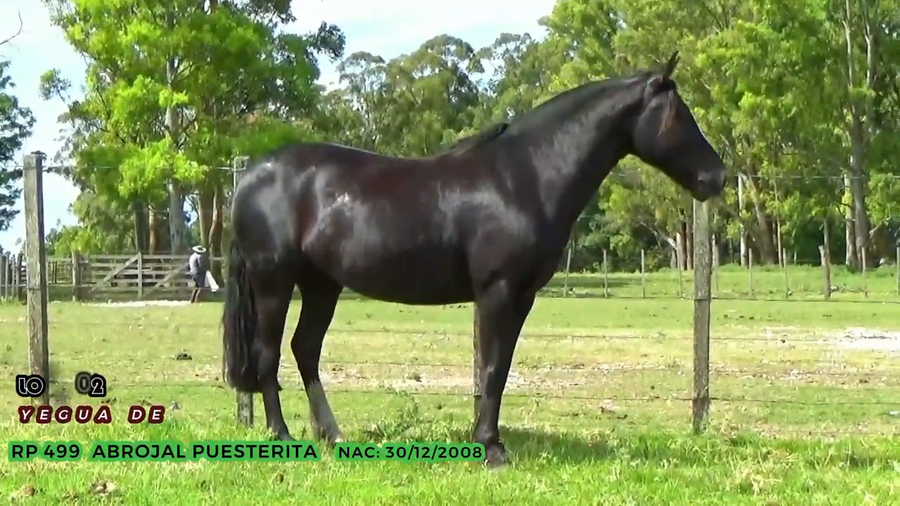 Lote Abrojal Puesterita