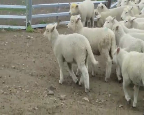 Lote 60 Corderos 25kg -  en BARKER