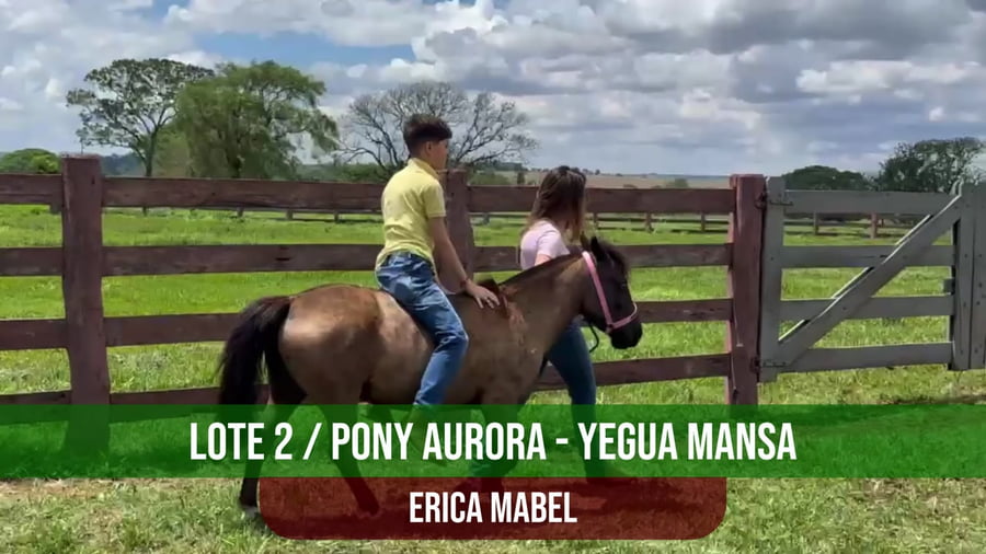 Lote Pony Aurora