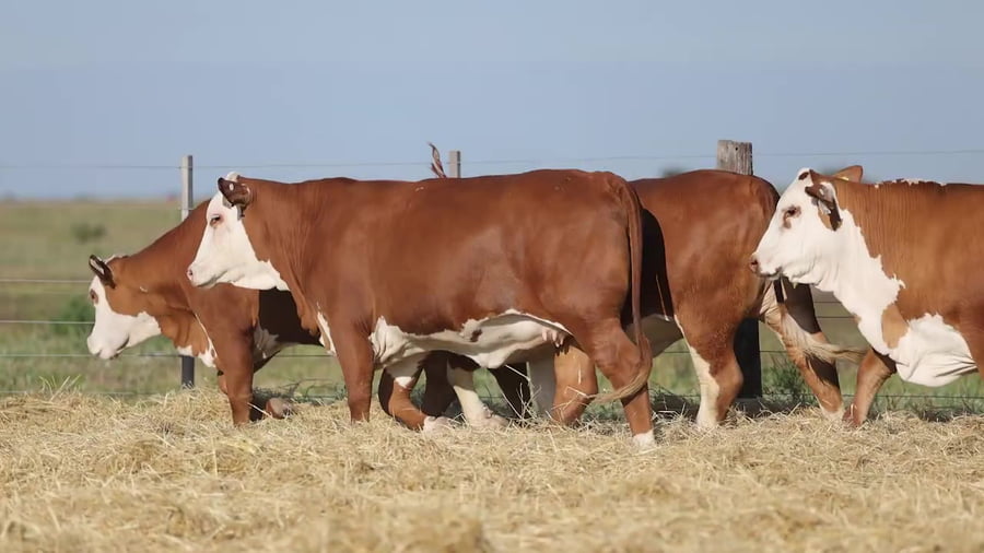 Lote Vaquillonas Braford Controladas -  Preñadas