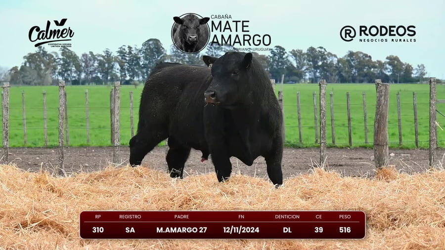Lote RP 310 SA