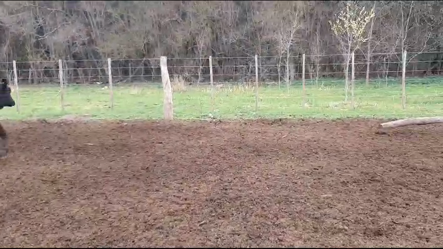 Lote 64 Terneras en Pehuajó, Buenos Aires