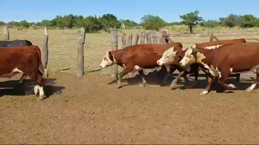 Lote 28 Vaquillonas C/ gtia de preñez