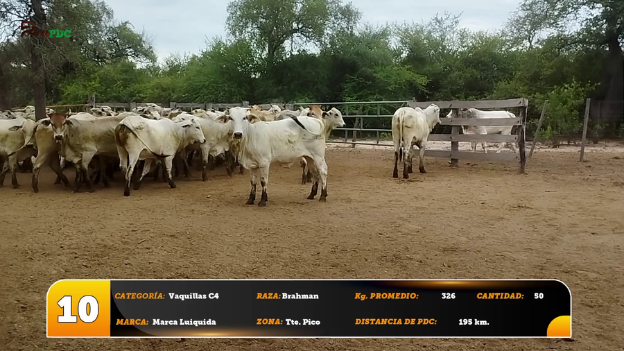 Lote Vaquillas C4