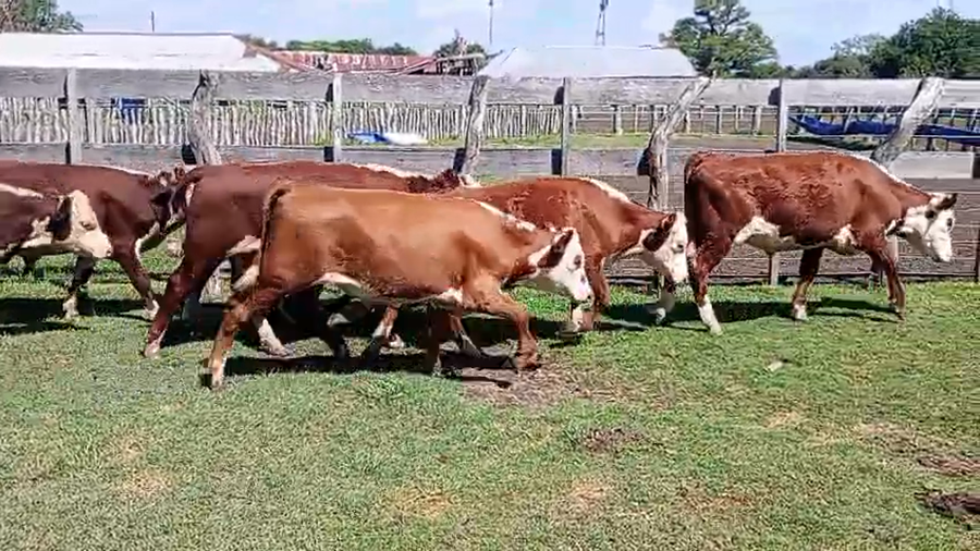 Lote 18 Novillitos