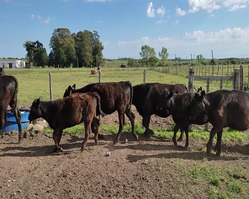 Lote (Vendido)12 Terneras 9 AAX HO,  3 KIWI X AA a remate en #11 Remate de Pantalla 197kg - , Colonia