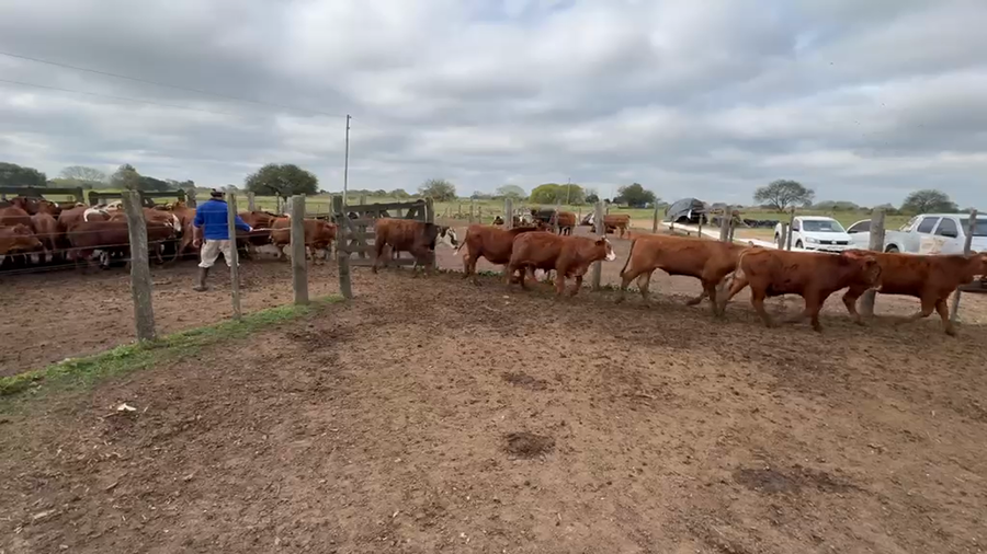 Lote 86 Novillitos