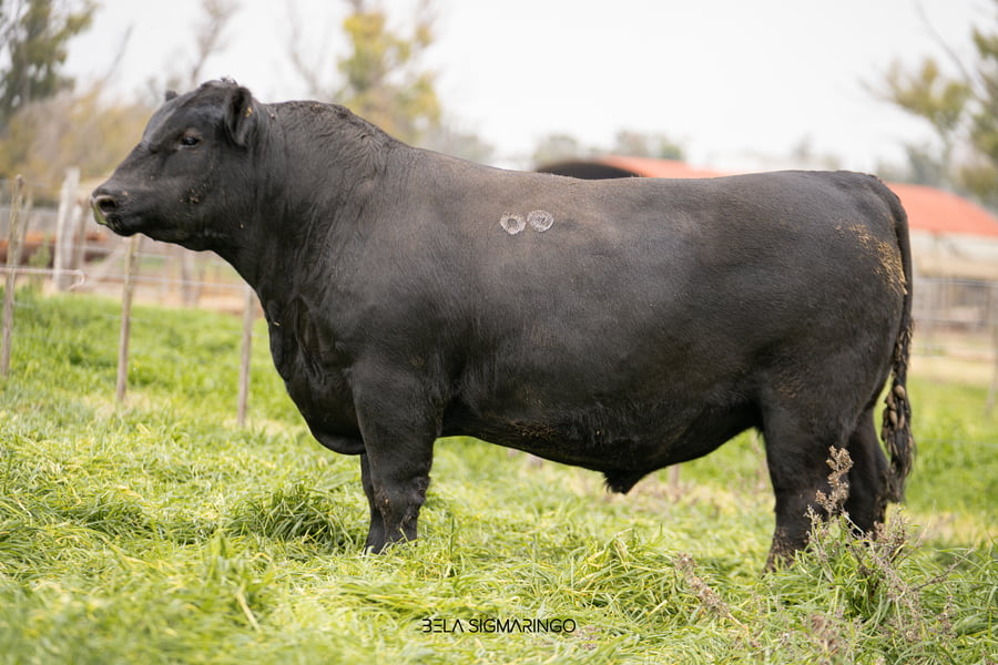 Lote TOROS ANGUS  PP