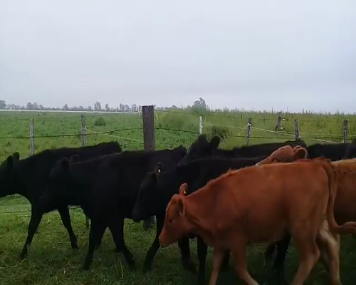 Lote 21 terneros-22 terneras invernada