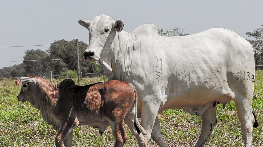 Lote LOTE 38