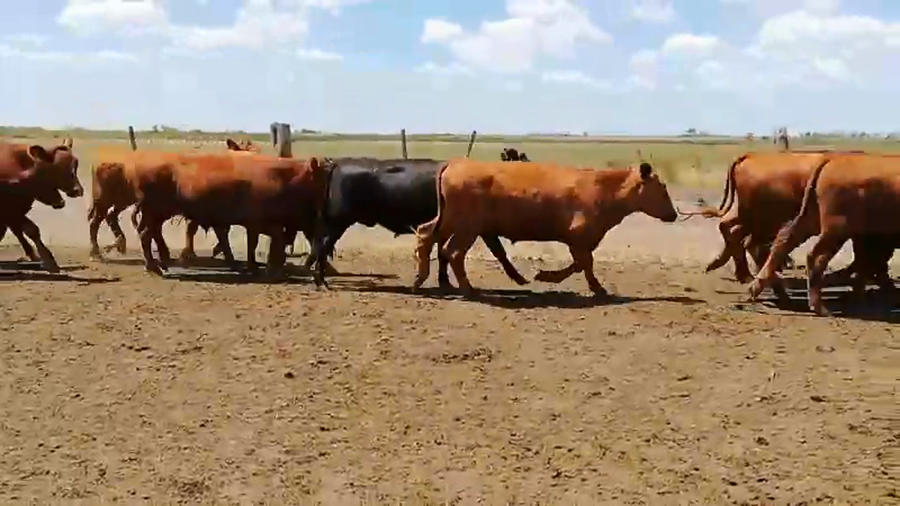 Lote 176 Novillitos en Entre Ríos, Villaguay