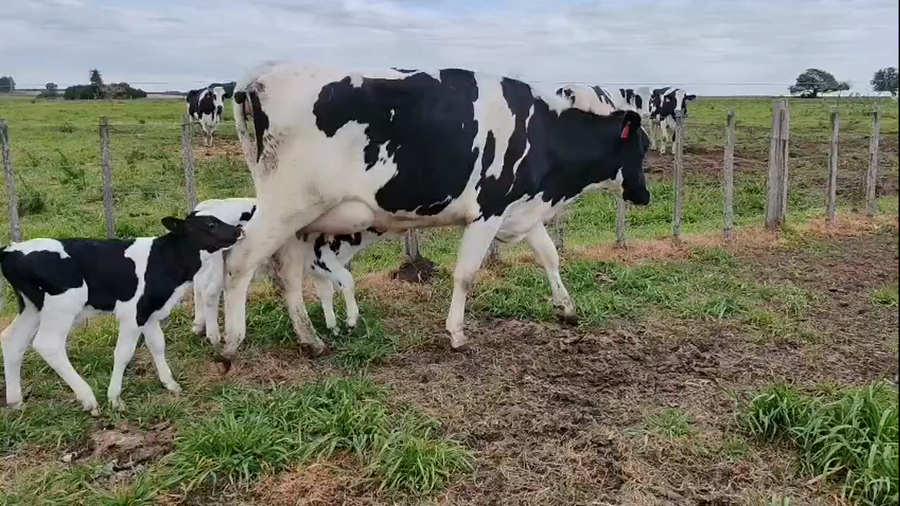 Lote 2 Vaquillonas  a remate en Pantalla Camy 500kg - , San José