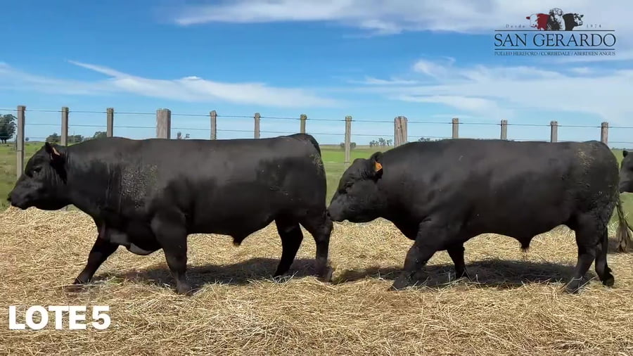 Lote Toros Aberdeen Angus