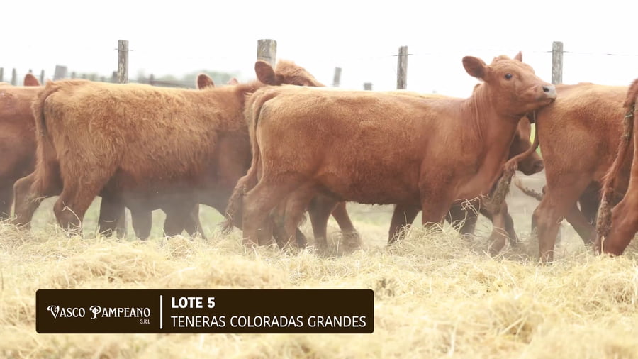 Lote 16 TERNERAS COLORADAS GRANDES