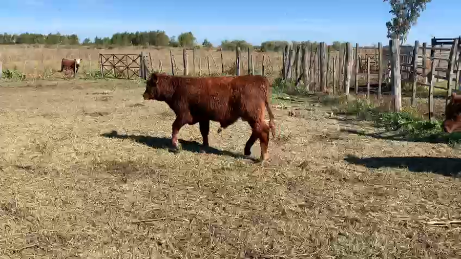 Lote 70 Terneros en Buenos Aires, Baradero
