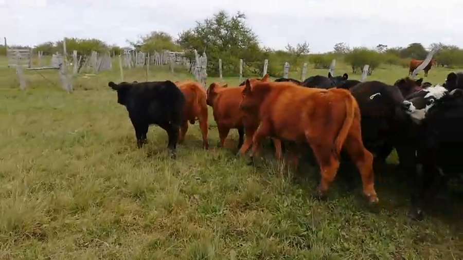 Lote 53 Terneros/as en Federal, Entre Ríos