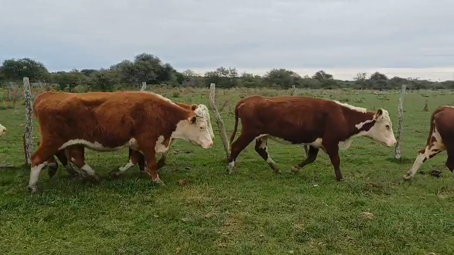 Lote 35 Vacas de invernar