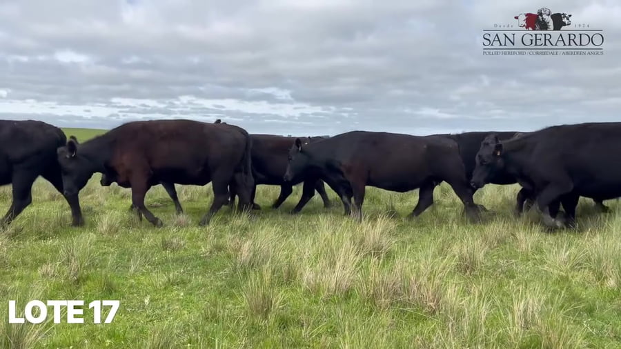 Lote Vacas SA preñadas por ecografía