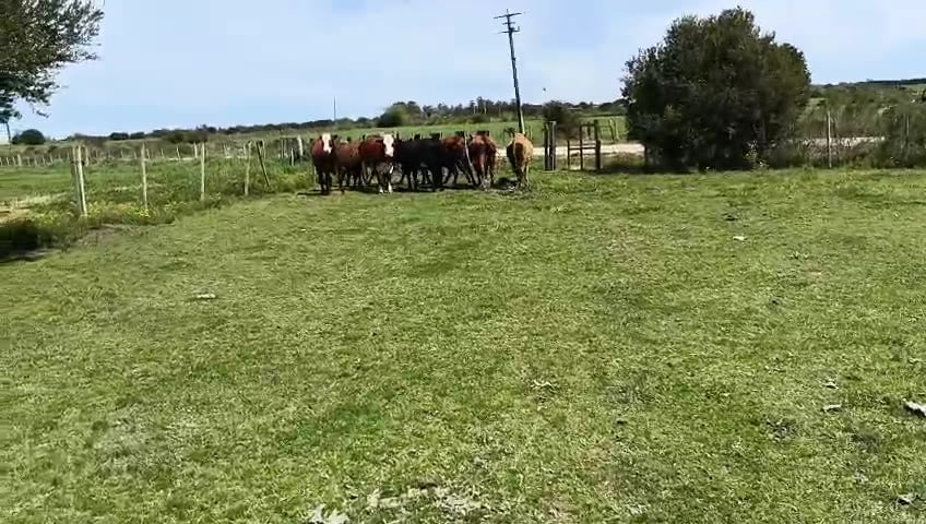 Lote 10 Vaquillonas  a remate en Pantalla Camy, San José