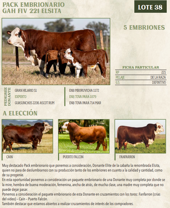 Lote LOTE 38
