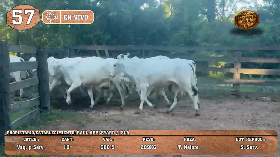 Lote LOTE 57 -EN VIVO