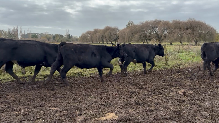 Lote 31 Novillo Engorda en Osorno, X Región Los Lagos