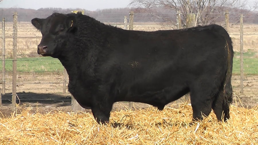 Lote TOROS PUROS POR CRUZA