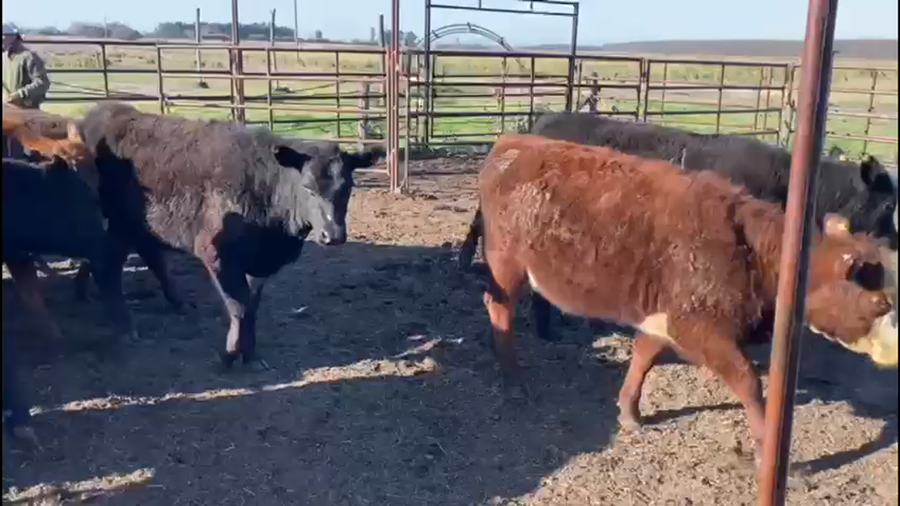 Lote 20 Terneras en Lobos, Buenos Aires