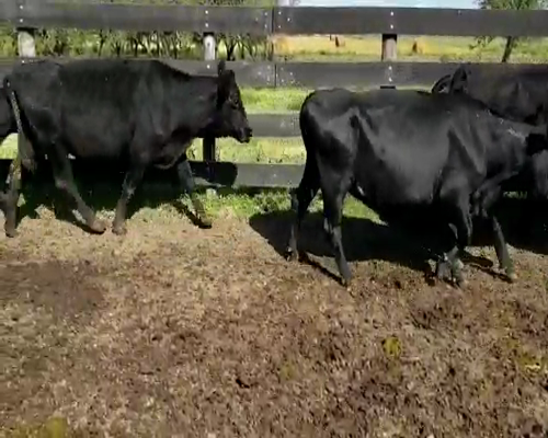 Lote 32 Vacas de invernar en Villaguay, Entre Ríos