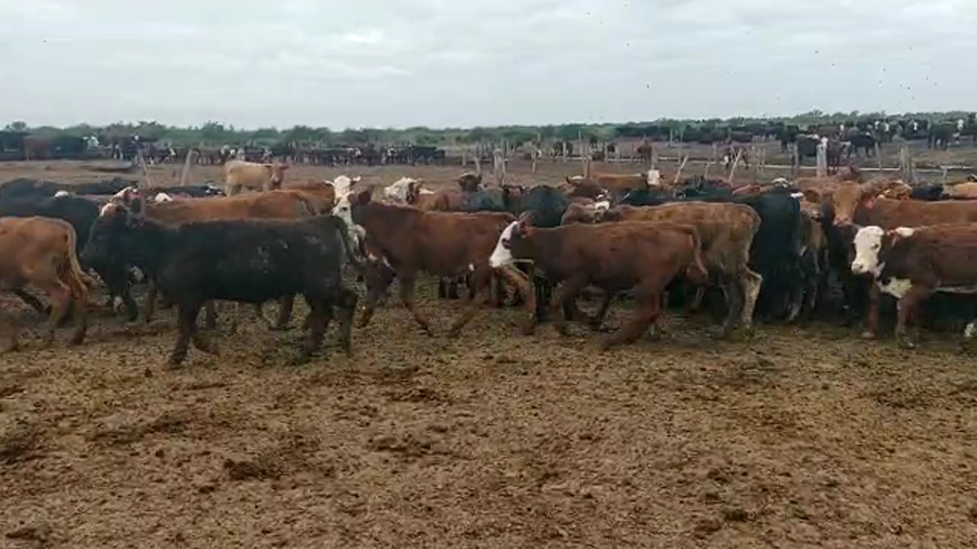 Lote 185 Terneras en Capital, Santiago del Estero