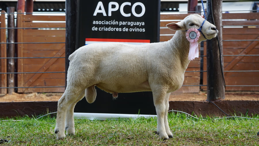 Lote Texel Expo Internacional 2022 - Lote 2