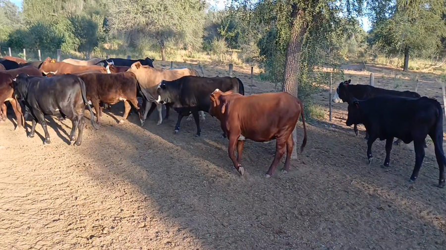 Lote 32 Vaquillas y vacas para invernar