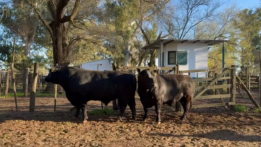 Lote TOROS PUROS DE PEDIGREE