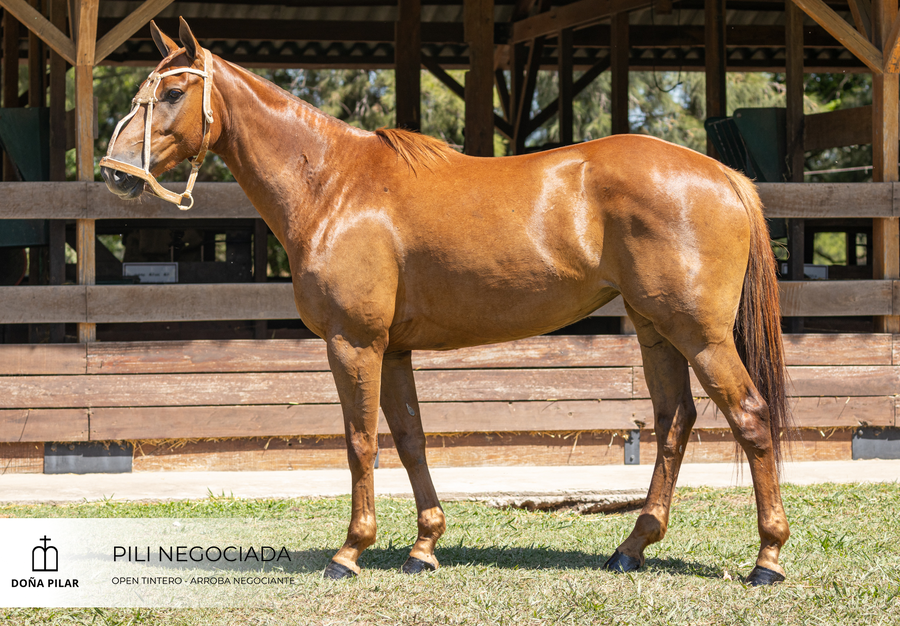 Lote PILI NEGOCIADA(OPEN TINTERO-AARROBA NEGOCIANTE)
