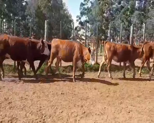 Lote 20 Vaquillonas en Florida, Florida