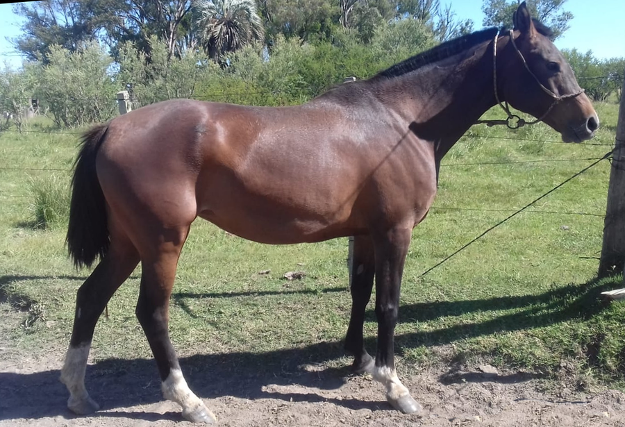 Lote ANGLO ARABES DEPORTIVOS