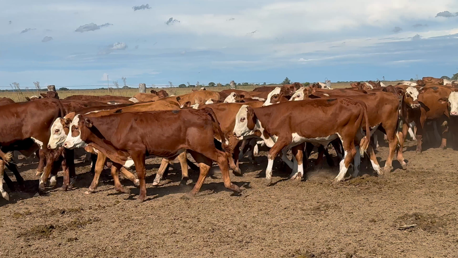 Lote 80 Terneros en Corrientes, Nueve de Julio
