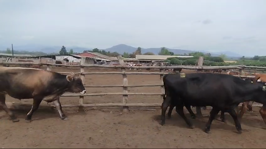 Lote 50 Novillo Gordo en Melipilla, Región Metropolitana