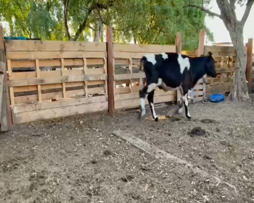 Lote (Vendido)9 Terneros HOL CRUZA NOR a remate en 2da Pantalla ENTRE MARTILLOS en CARRETON