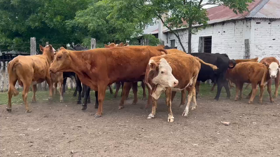 Lote 14 Vacas C/ cria en Corrientes, Curuzu Cuatia