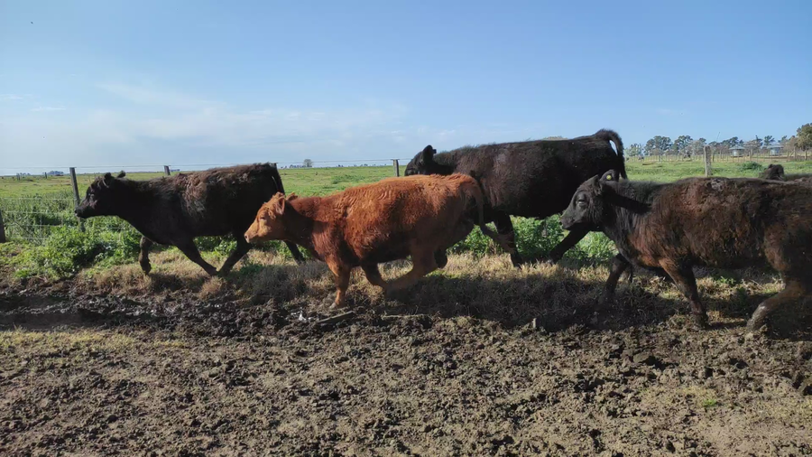 Lote 55 Novillitos en Saladillo, Buenos Aires