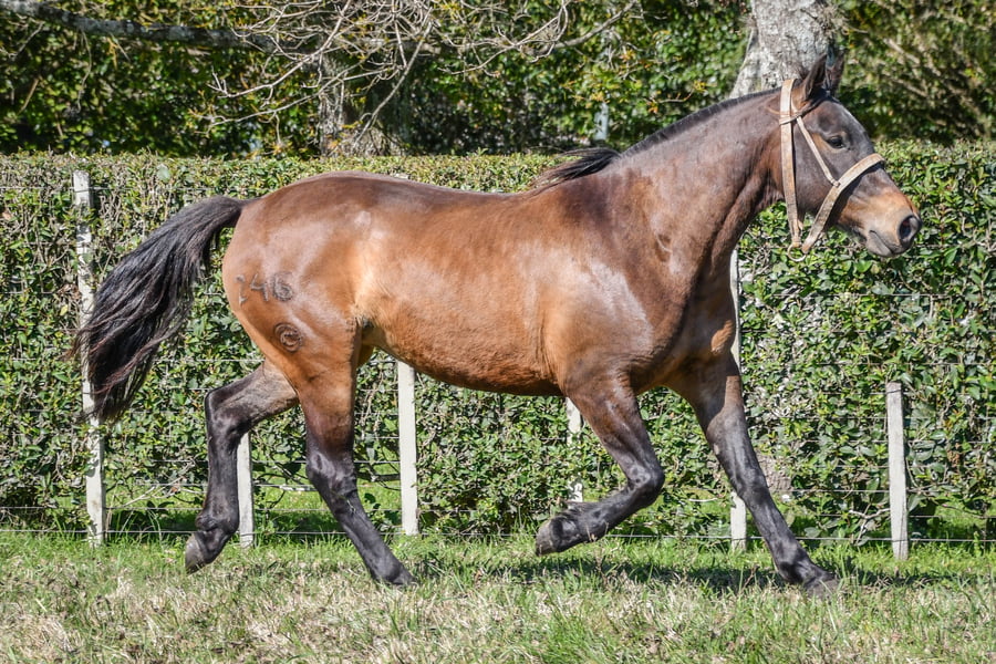 Lote Lote 2 - Tramposa del Paso rp 246