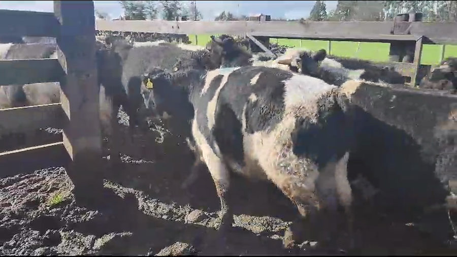 Lote 18 Novillo Gordo en Los Lagos, XIV Región Los Ríos