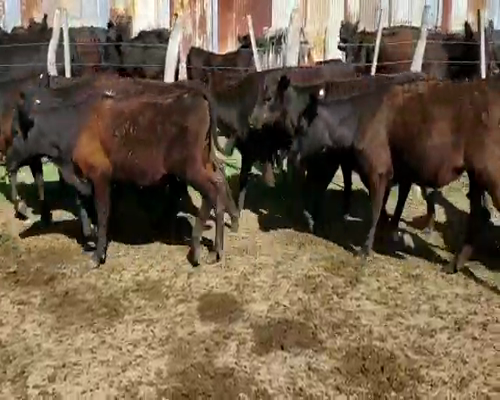 Lote 60 Terneras en Entre Ríos, Villaguay