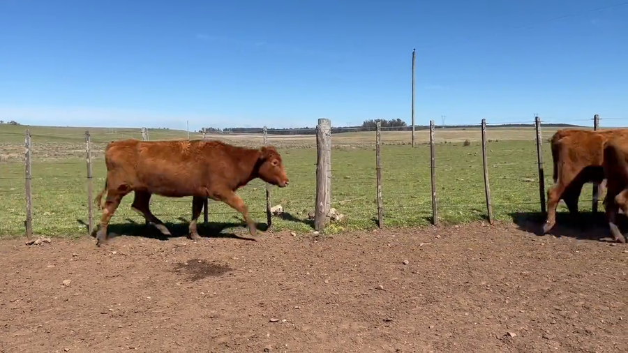 Lote Vacas preñadas