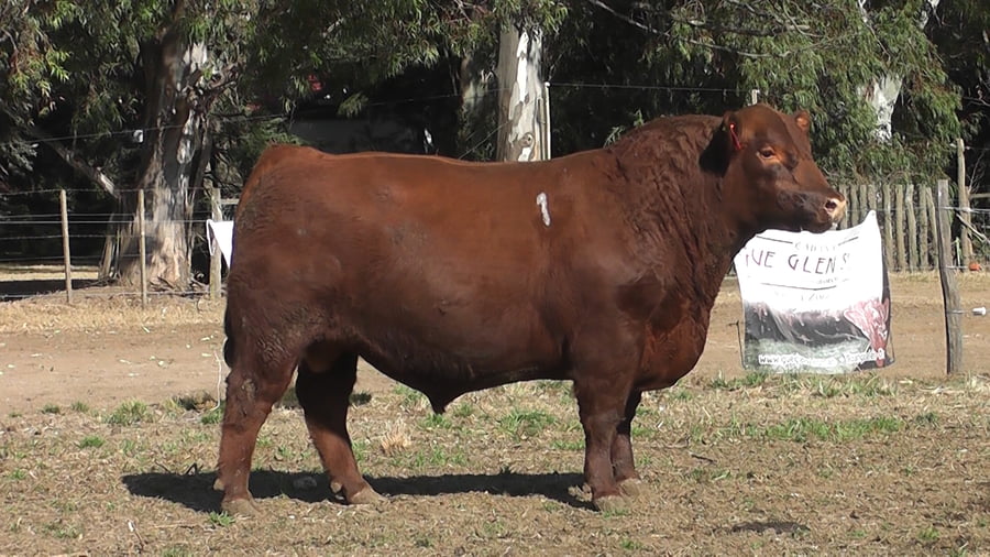 Lote TOROS PUROS DE PEDIGREE