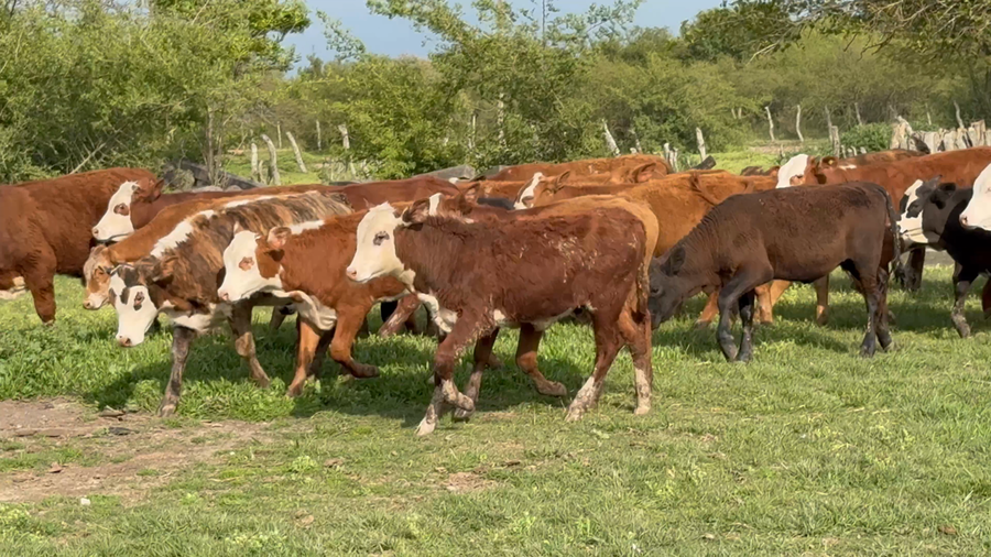 Lote 130 Terneros/as en Corrientes, Mercedes